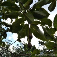 Terminalia zeylanica Van Heurck & Müll.Arg.