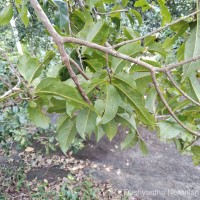 Terminalia zeylanica Van Heurck & Müll.Arg.