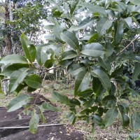 Terminalia zeylanica Van Heurck & Müll.Arg.