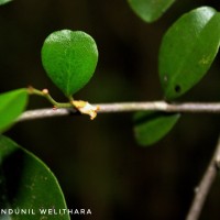 Diospyros ferrea (Willd.) Bakh.