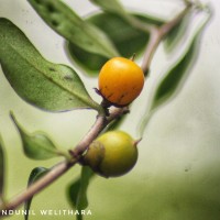 Diospyros ferrea (Willd.) Bakh.