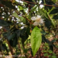 Eugenia roxburghii DC.