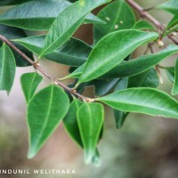 Eugenia roxburghii DC.