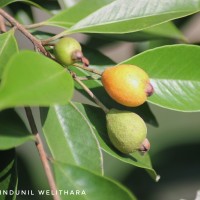 Eugenia roxburghii DC.