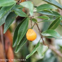 Eugenia roxburghii DC.