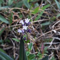 Neanotis nummulariiformis (Arn.) W.H.Lewis