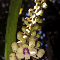 Rhynchostylis retusa (L.) Blume