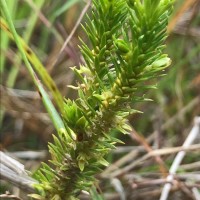 Huperzia ceylanica (Spring) Trevis.