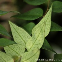 Phyllanthus baillonianus Müll.Arg.