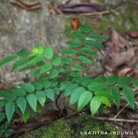 Phyllanthus baillonianus Müll.Arg.