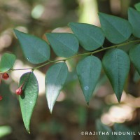 Phyllanthus baillonianus Müll.Arg.