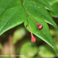 Phyllanthus baillonianus Müll.Arg.