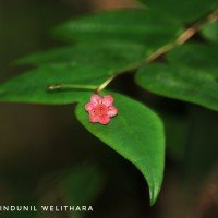 Phyllanthus baillonianus Müll.Arg.