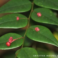 Phyllanthus baillonianus Müll.Arg.