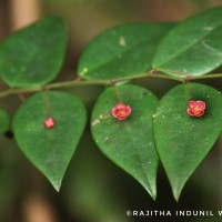 <i>Phyllanthus baillonianus</i>  M  ll.Arg.