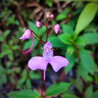 Impatiens elongata Arn.