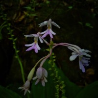 Calanthe masuca (D.Don) Lindl.