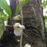 Eulophia nuda Lindl.