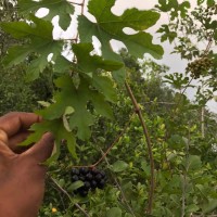 Ampelocissus phoenicantha Alston