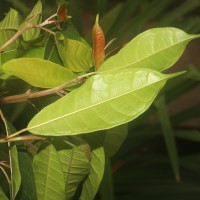 Ficus nervosa subsp. minor (King) C.C.Berg