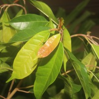 Ficus nervosa subsp. minor (King) C.C.Berg