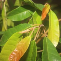 Ficus nervosa Roth