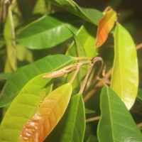 Ficus nervosa subsp. minor (King) C.C.Berg