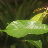 Ficus nervosa subsp. minor (King) C.C.Berg