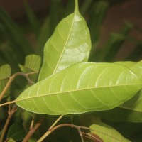 Ficus nervosa subsp. minor (King) C.C.Berg