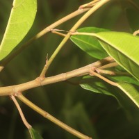 Ficus nervosa subsp. minor (King) C.C.Berg