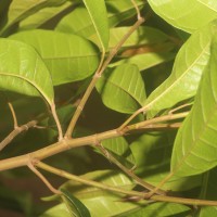 Ficus nervosa subsp. minor (King) C.C.Berg