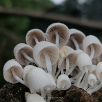 Coprinellus disseminatus (Pers.) J.E. Lange