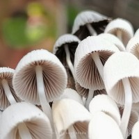 Coprinellus disseminatus (Pers.) J.E. Lange