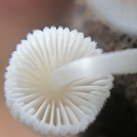 Coprinellus disseminatus (Pers.) J.E. Lange