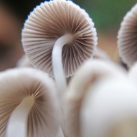 Coprinellus disseminatus (Pers.) J.E. Lange