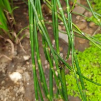 Equisetum ramosissimum  Desf.
