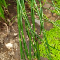 Equisetum ramosissimum  Desf.