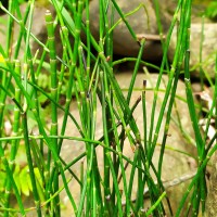 Equisetum ramosissimum  Desf.