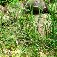 Equisetum ramosissimum  Desf.