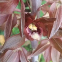 Eulophia zollingeri (Rchb.f.) J.J.Sm.