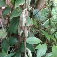 Eulophia zollingeri (Rchb.f.) J.J.Sm.