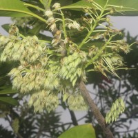 <i>Elaeocarpus angustifolius</i>  Blume
