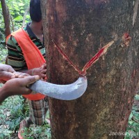 Pterocarpus marsupium Roxb.