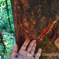 Pterocarpus marsupium Roxb.