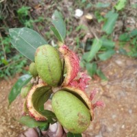 Xylopia patoniae I.M.Turner