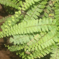 Adiantum caudatum L.