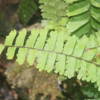 Adiantum caudatum L.