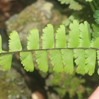 Adiantum caudatum L.