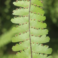 Adiantum caudatum L.