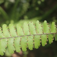 Adiantum caudatum L.